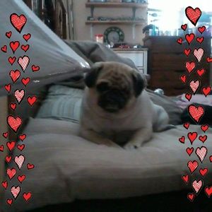 Meet your Posher, Joann